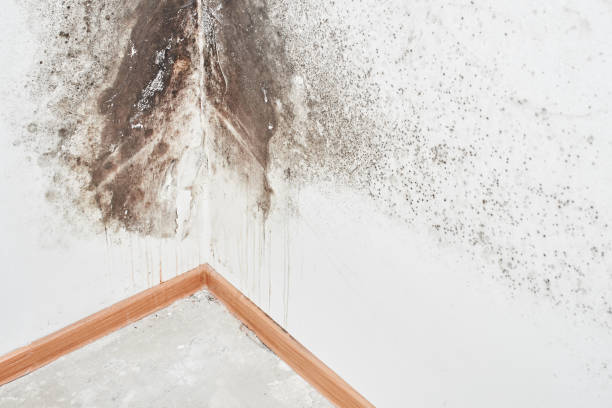 Best Mold Prevention Services  in Annandale, MN